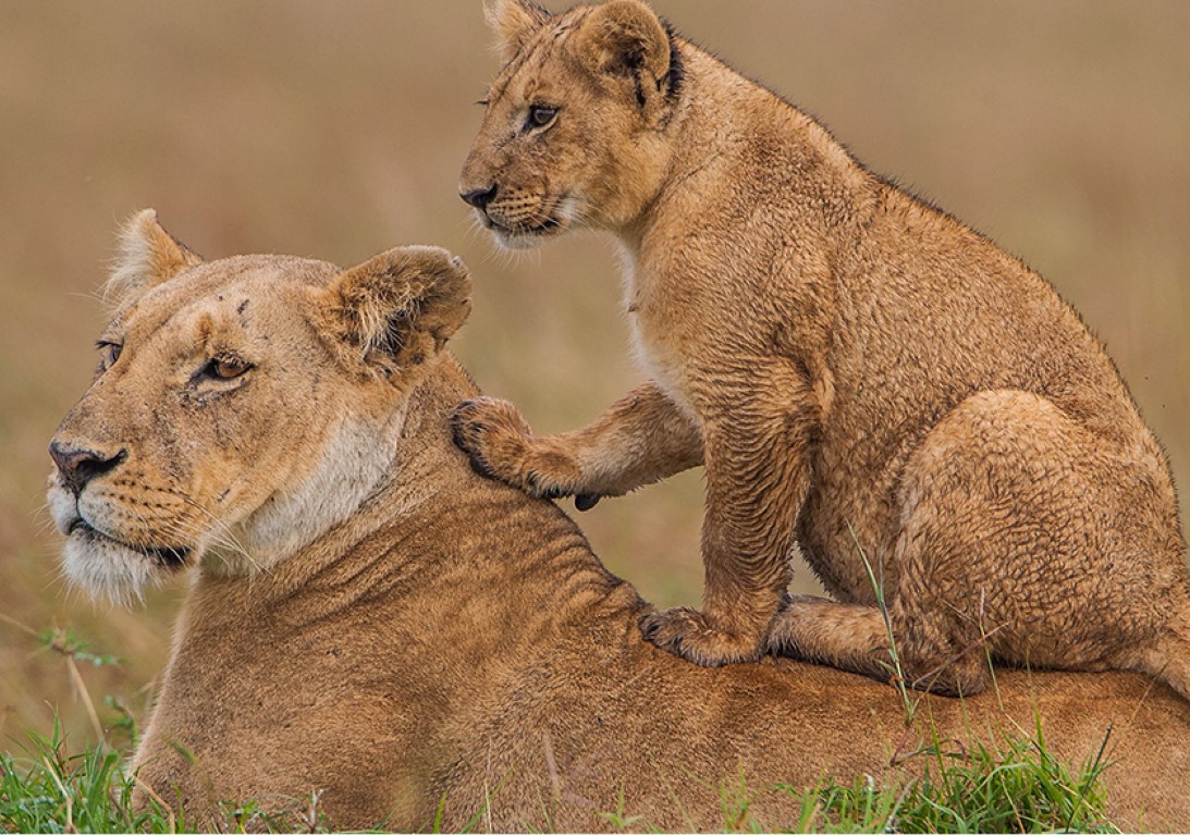 2-Day Masai Mara Safari