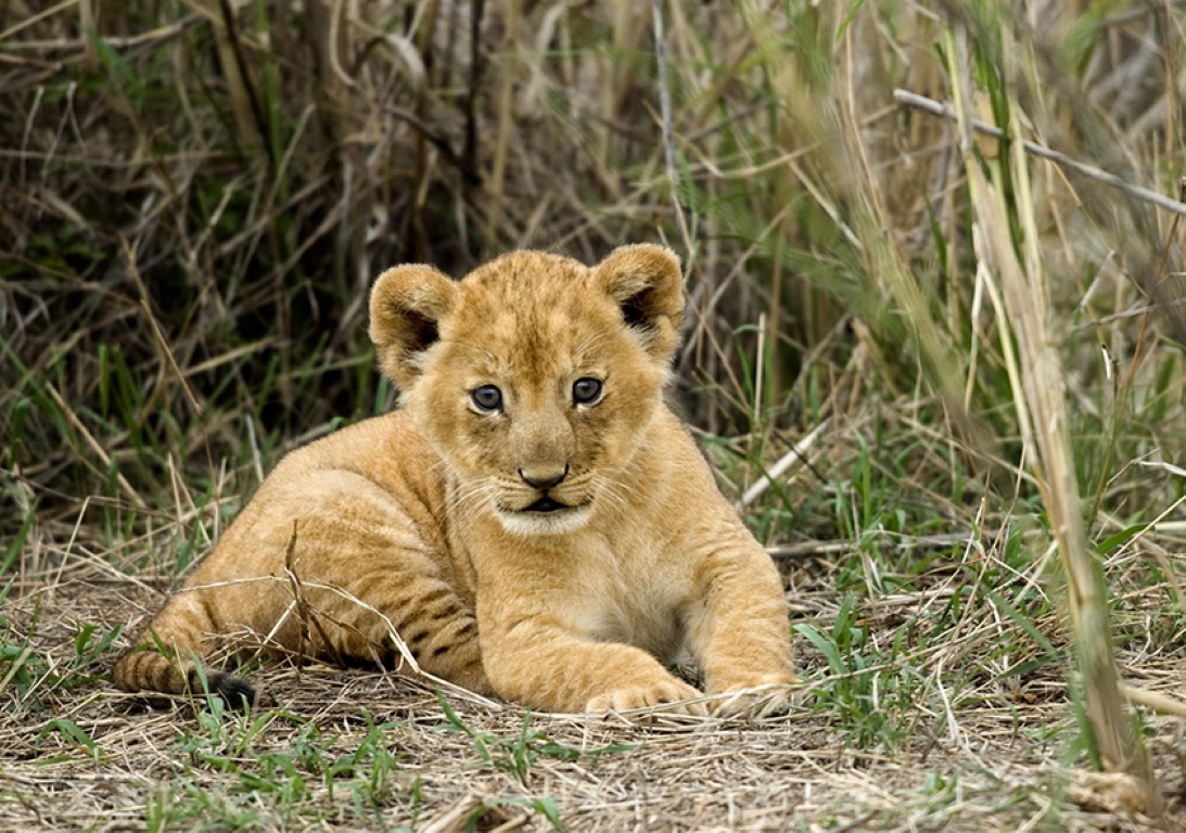 3 Days Amboseli National Park Safaris