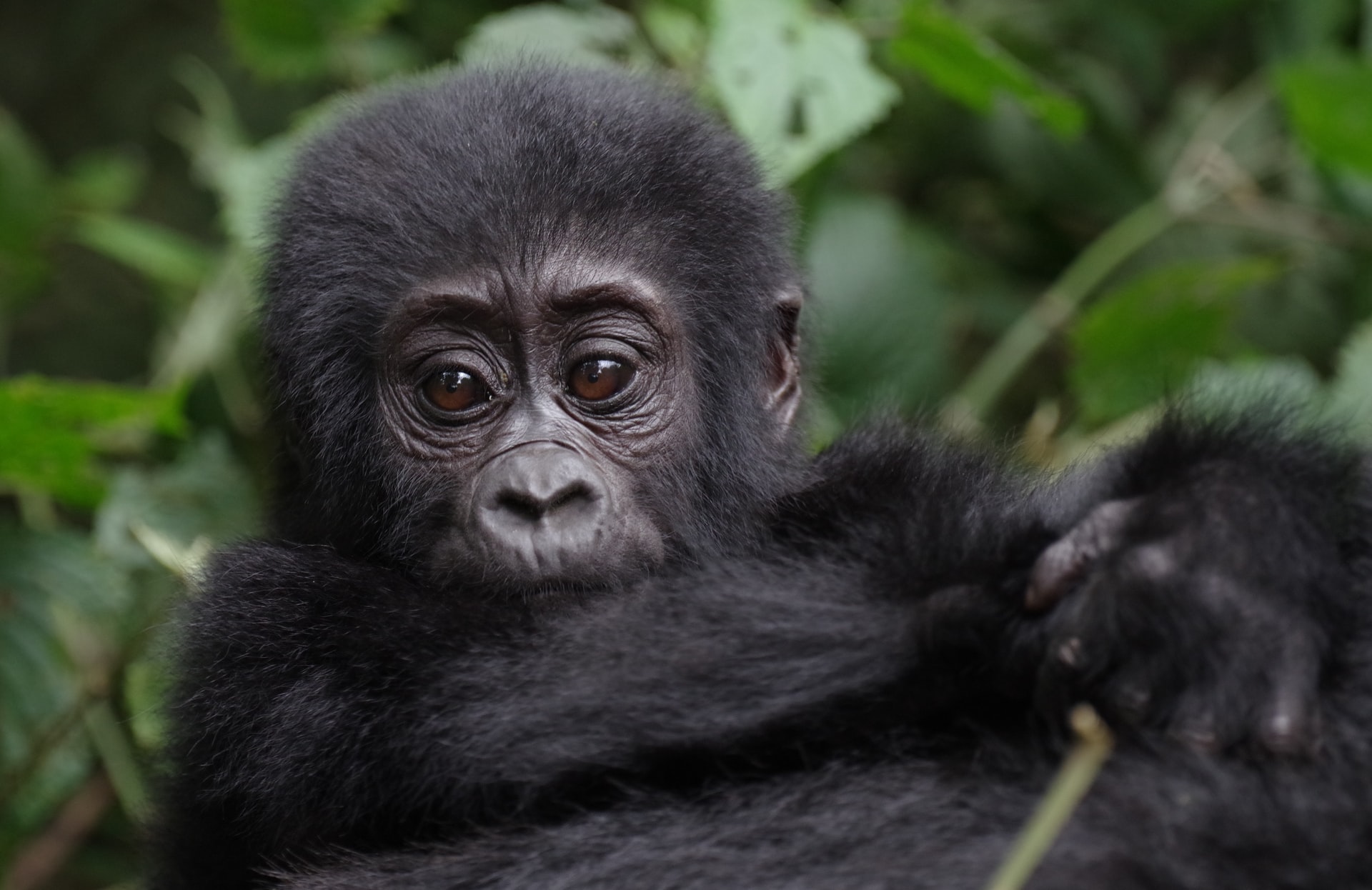 5 days gorillas and Wildlife Safari Rwanda