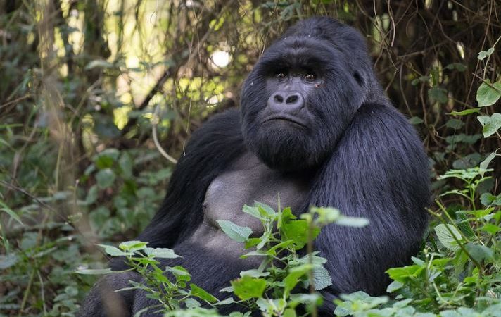 6 Days Rwanda Wildlife and Gorilla Safari