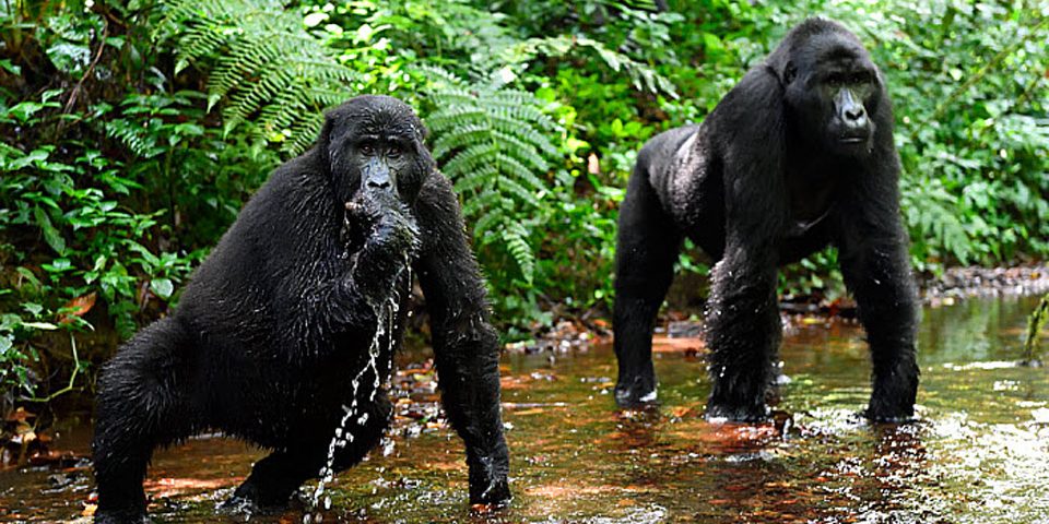 3 Days Uganda Gorilla Habituation Safari