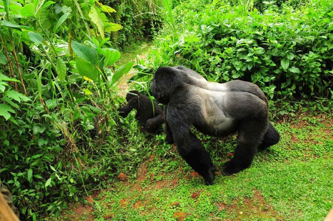 2 Days Gorilla Trekking Safari to Bwindi National Park