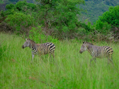 3 Days Akagera National Park Wildlife Safari