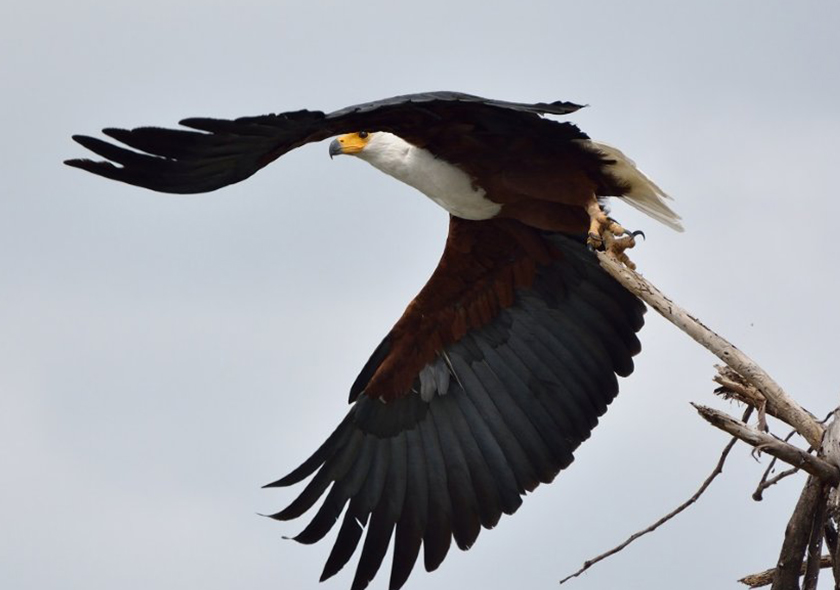 4 Days Birding Experience in Kenya