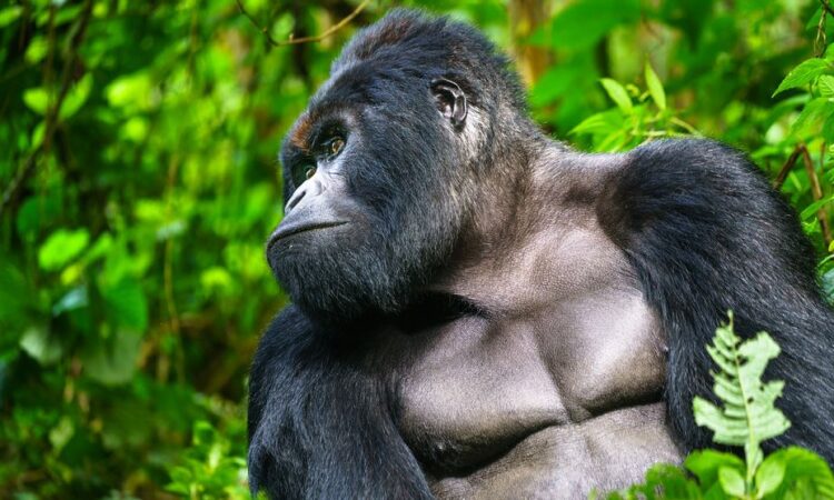 2 day Gorilla trekking safari in Rwanda