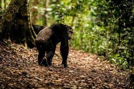 2 Days Chimpanzee Trekking Safari