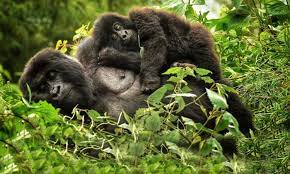 5 Days Gorillas and Chimpanzee Trekking Circuit Safari Uganda.