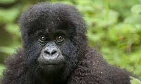 3 Days Flying Safari to Gorilla Trekking.