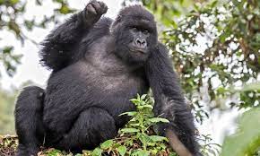 2 Days Gorilla Trekking Safari to Bwindi National Park