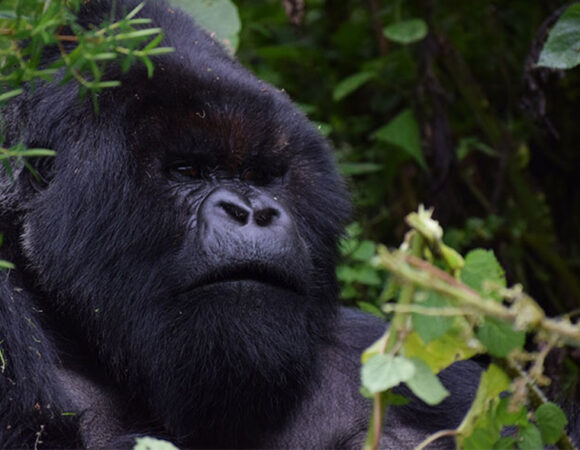 6 Days Rwanda Safari with Gorilla Trekking and Wildlife