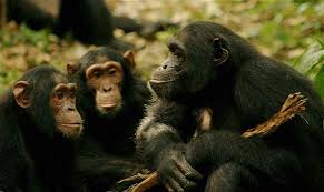 3 Days Chimpanzee Habituation Safari in Kibale National Park