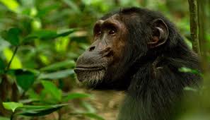 3 Days Chimpanzees Trekking safari in Kibale National Park