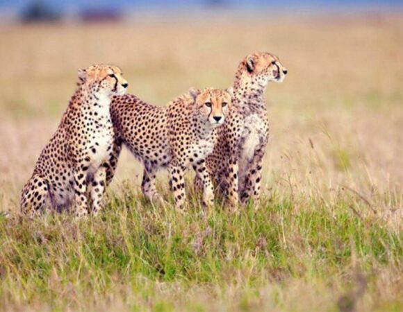 2 days Tarangire National Park and Ngorongoro Crater Safari