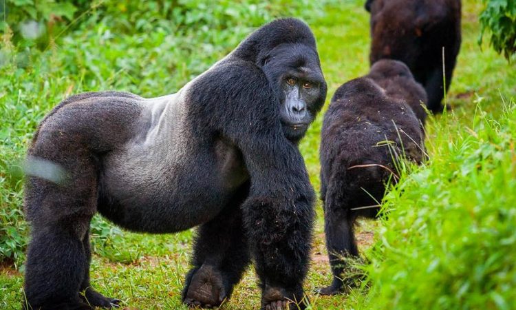 5 Days Rwanda Gorilla and Akagera wildlife safari