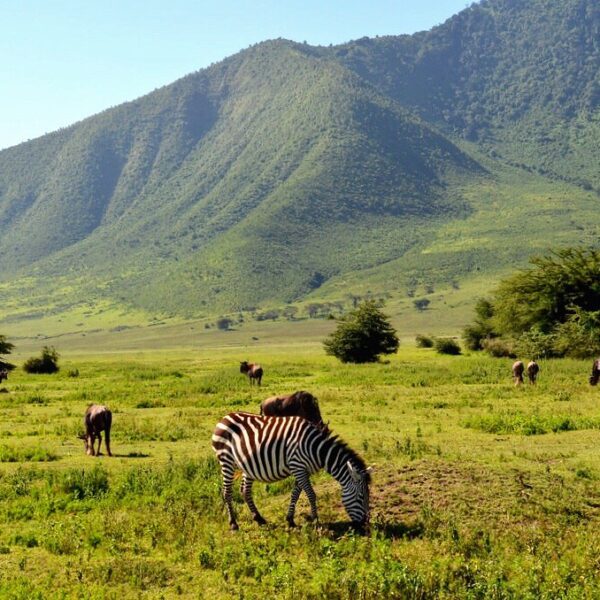 4 days Epic Tanzania wildlife and Culture Safari